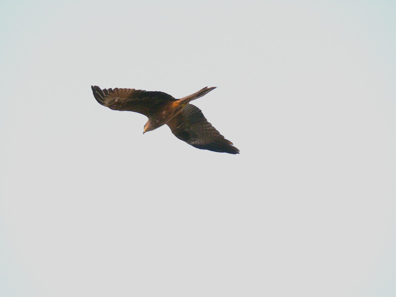 A kite flying over the Arabian Sea, Mumbai, copyright Picturejockey : Navin Harish 2005-2009