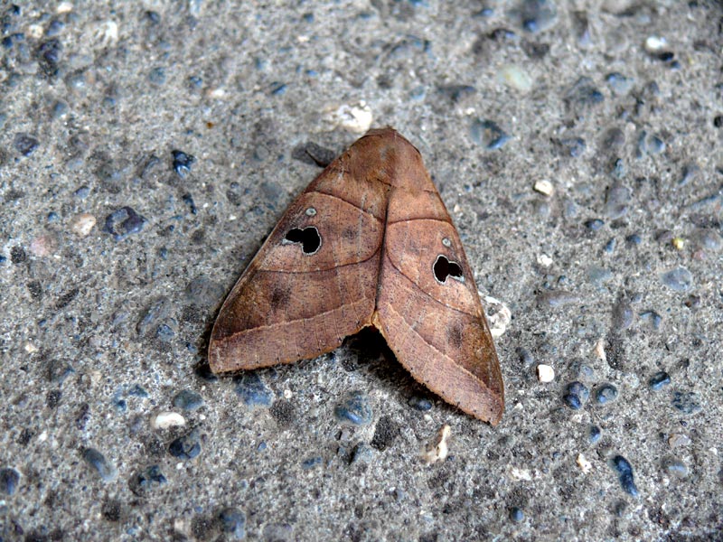 A moth I saw at Kanheri Caves, copyright Picturejockey : Navin Harish 2005-2009