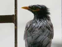 The monsoon is over. Really? - A bird on our window soaked in rain
