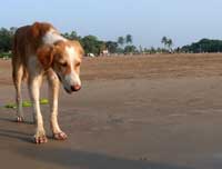 A dog's day at beach