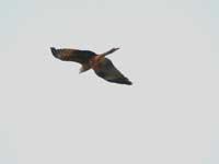 Keeping a Hawkeye on Indian Cattle - A kite flying over the Arabian Sea, Mumbai