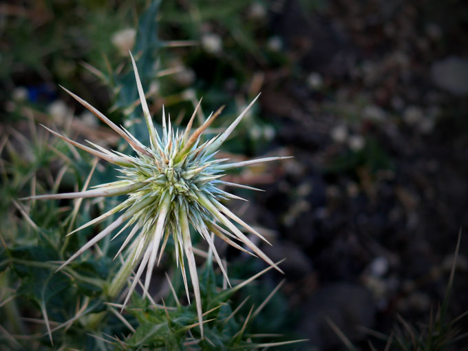 A plant on the way to Shirdi , copyright Picturejockey : Navin Harish 2005-2009