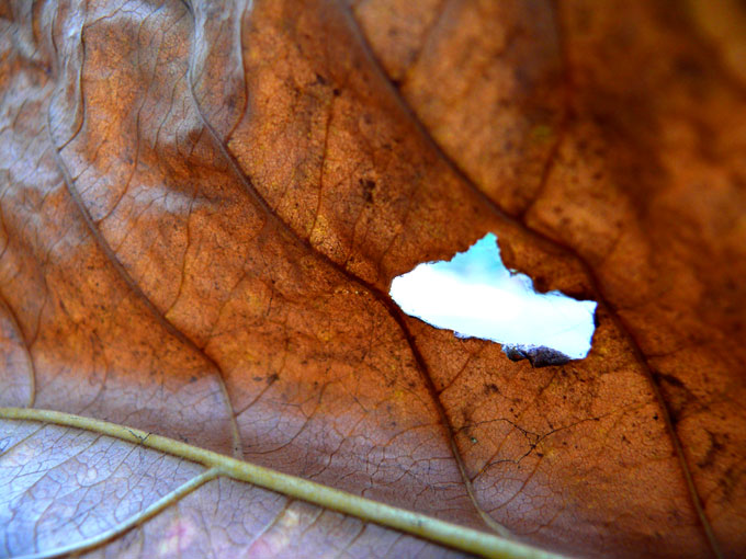 Leaf of on almond tree with a hole in it , copyright Picturejockey : Navin Harish 2005-2009