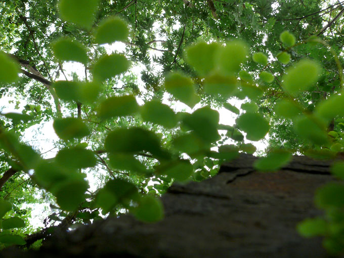 leaves of a plant and a tree , copyright Picturejockey : Navin Harish 2005-2009