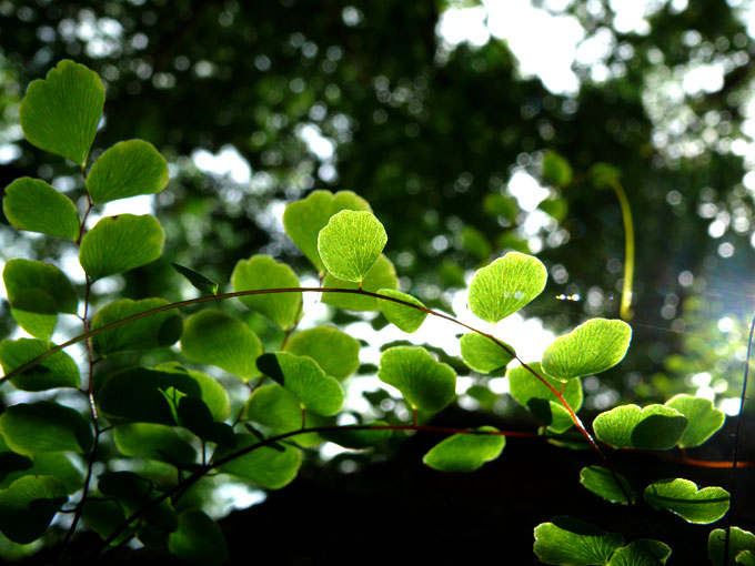 Tiny leaves growing on the rocks in my housing society , copyright Picturejockey : Navin Harish 2005-2009