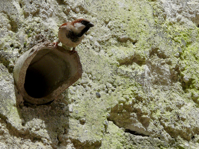 A sparrow sitting atop the pipe where it lives , copyright Picturejockey : Navin Harish 2005-2009