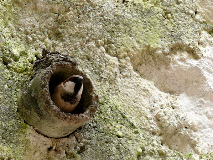 A sparrow sitting inside a pipe in out building , copyright Picturejockey : Navin Harish 2005-2009