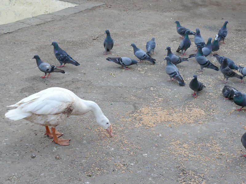 A duck and pigeons feeding on bird feed at Walkeshwar, South Mumbai, copyright Picturejockey : Navin Harish 2005-2009