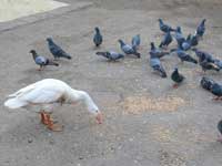 Divided we travel - A duck and pigeons feeding on bird feed at Walkeshwar, South Mumbai