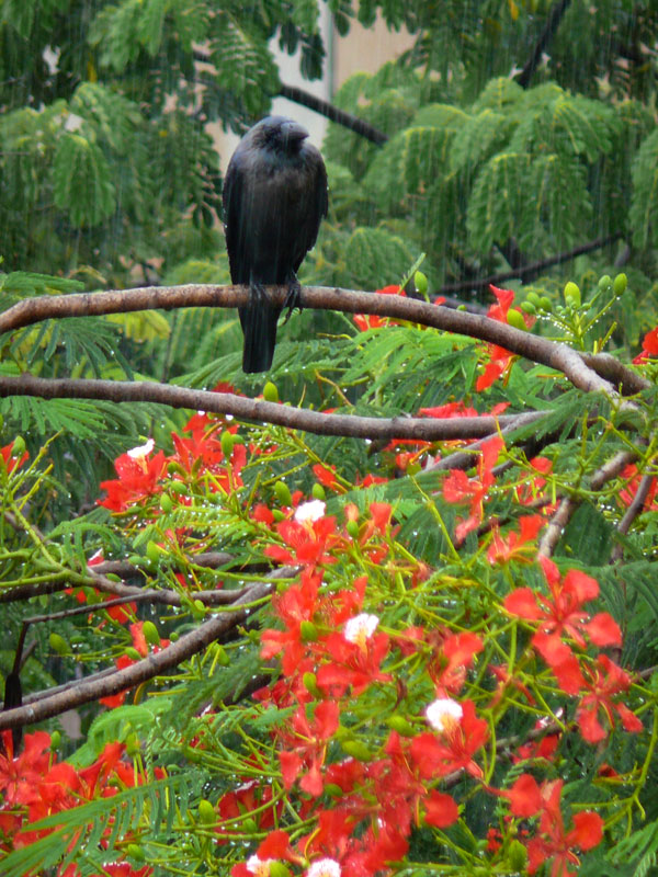 A crow sitting atop a gulmohar tree during rain  , copyright Picturejockey : Navin Harish 2005-2009
