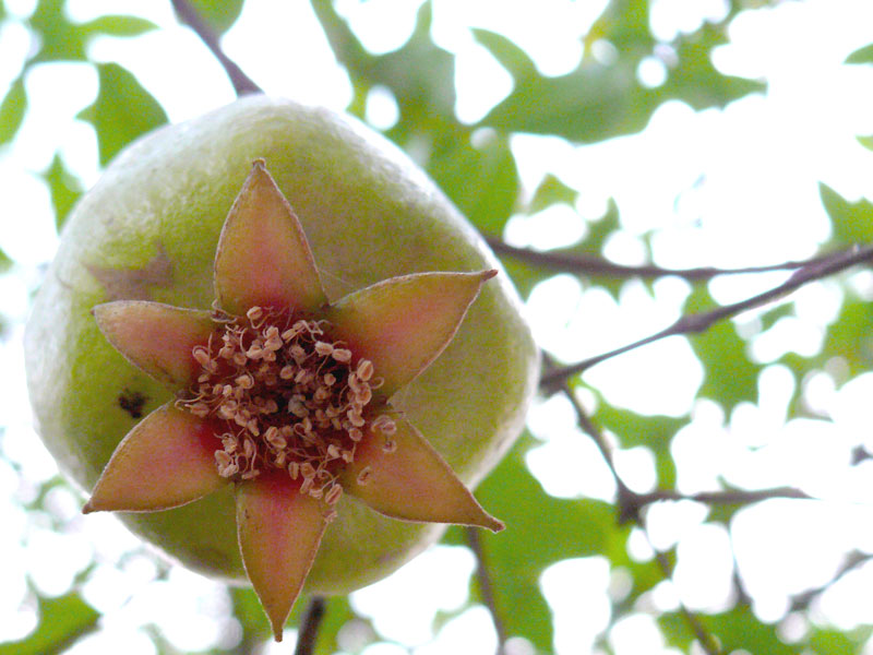 A pomegranate at Dilli Haat  , copyright Picturejockey : Navin Harish 2005-2009