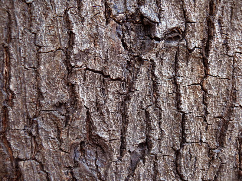 A close up of bark of an almond tree  , copyright Picturejockey : Navin Harish 2005-2009