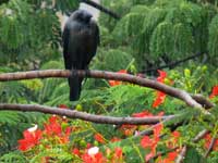 Soaking in the rain - A crow sitting atop a gulmohar tree during rain