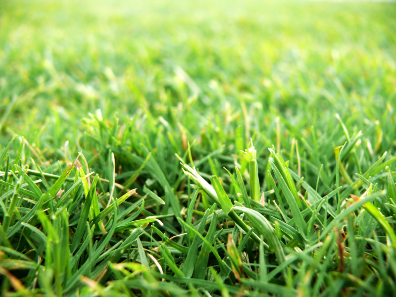 Grass in a lawn of a gurudwara in Nangal, Punjab, copyright Picturejockey : Navin Harish 2005-2009
