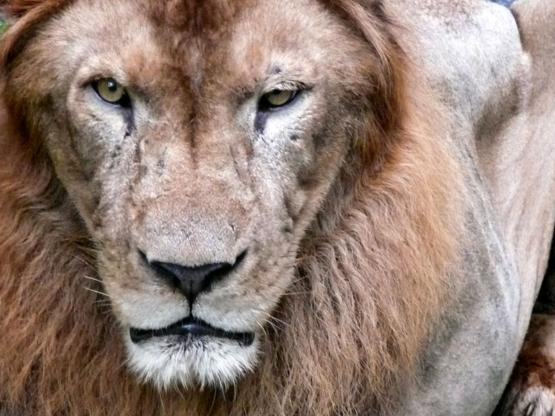 A lion at Sanjay Gandhi National Park, Mumbai, copyright Picturejockey : Navin Harish 2005-2009