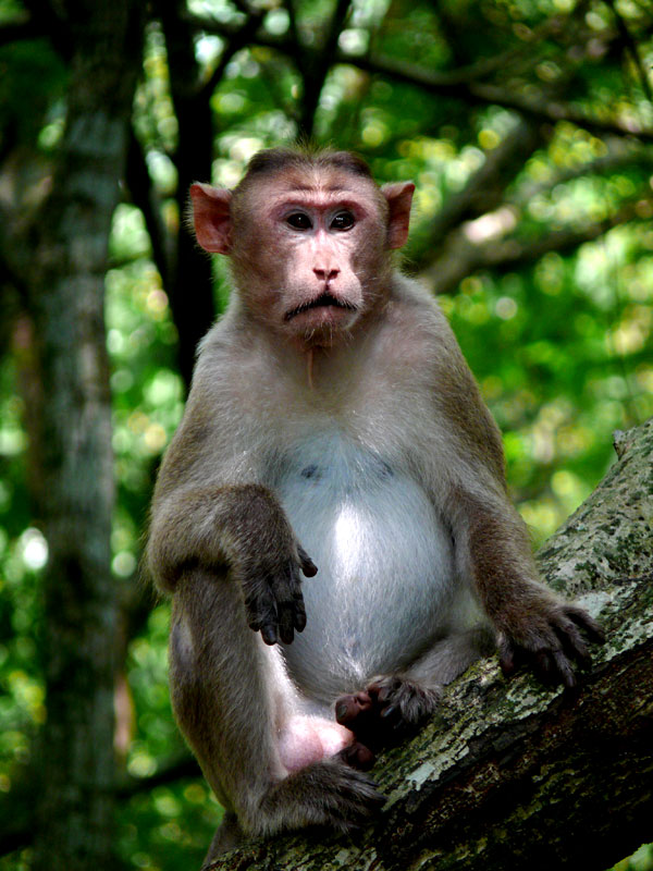 A monkey at Sanjay Gandhi National Park, Mumbai, copyright Picturejockey : Navin Harish 2005-2009