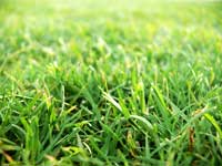 Please, do walk on the grass - Grass in a lawn of a gurudwara in Nangal