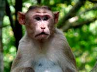 I'll distract them, you get the cameras - A monkey at Sanjay Gandhi National Park, Mumbai