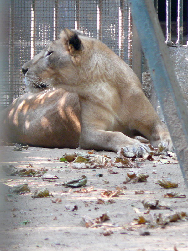 A lion at the Mumbai Zoo, copyright Picturejockey : Navin Harish 2005-2009