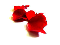 Rose petals - petals of a red rose 