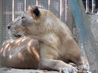 Save this planet. Not for me, for yourself - A lion at the Mumbai Zoo