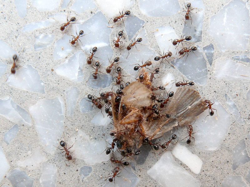 Team work, copyright Picturejockey : Navin Harish 2005-2009