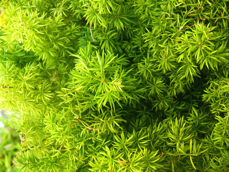 A plant in a forest or a forest in a plant, copyright Picturejockey : Navin Harish 2005-2009