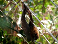Shocking - A dead bat hanging from power cables