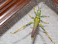 Green is so 90s - A colourful grasshopper