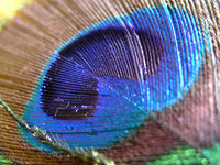 Heart - Close up of a peacock feather