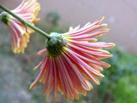 Chrysanthemum - From my garden