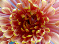 The right perspective - Close up of a chrysanthemum