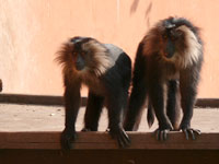 Looking for Directions - Monkeys at Delhi Zoo