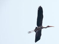 It could go anywhere but... - A painted stork at Delhi Zoo