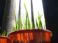 Waiting for Dussera - Barley growing in my kitchen for Dussera