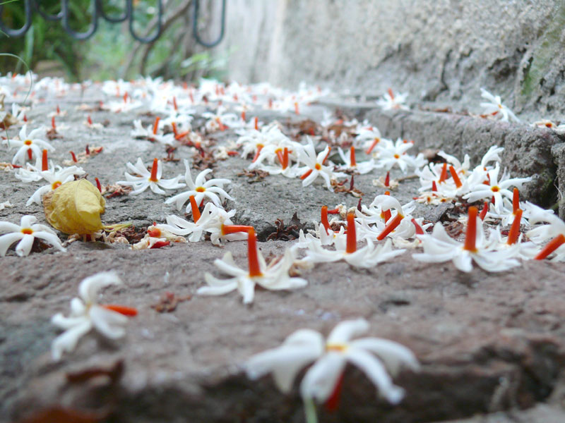 Tiny white flowers, copyright Picturejockey : Navin Harish 2005-2009