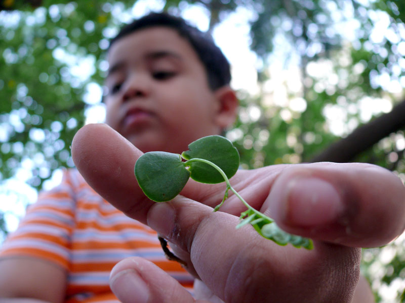 Manu and leaf, copyright Picturejockey : Navin Harish 2005-2009
