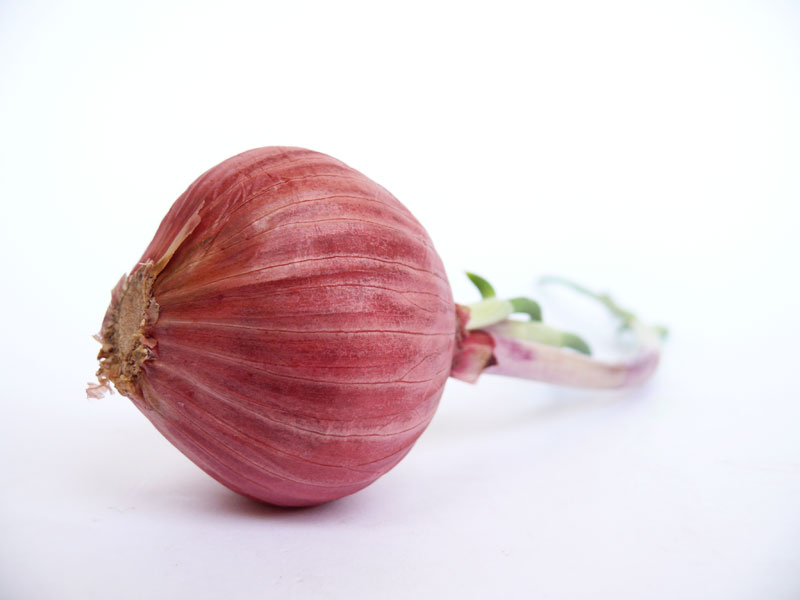 ...and an onion is mightier than a pen, copyright Picturejockey : Navin Harish 2005-2009