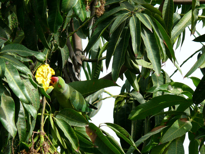 Spot the parrot  , copyright Picturejockey : Navin Harish 2005-2009