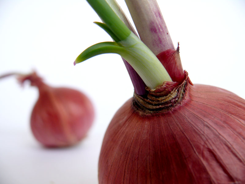 While you were away, copyright Picturejockey : Navin Harish 2005-2009