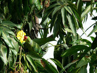 Spot the parrot - A parrot on a mango tree
