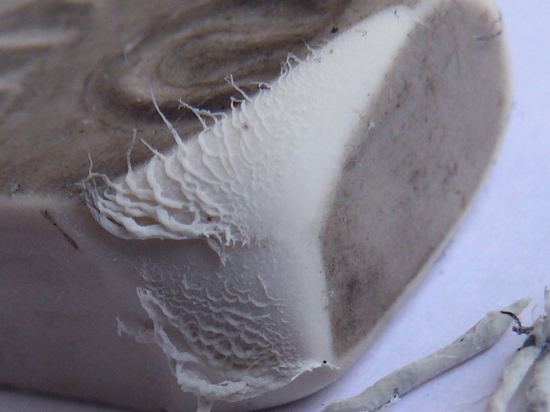 Worms?, copyright Picturejockey : Navin Harish 2005-2009