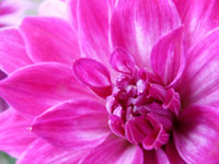 Pink Dahlia - From our garden