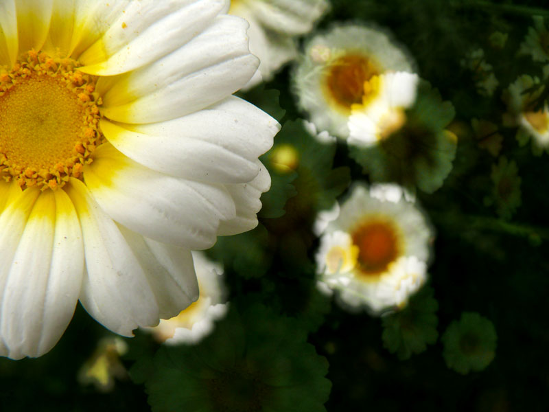 Flowers, copyright Picturejockey : Navin Harish 2005-2009