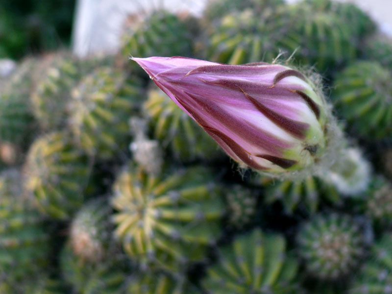 Cactus Flower, copyright Picturejockey : Navin Harish 2005-2009
