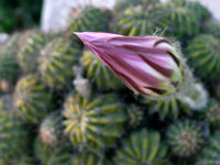 Cactus Flower - A flower in a cactus