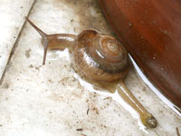 0 to 60 what? - A snail in my garden