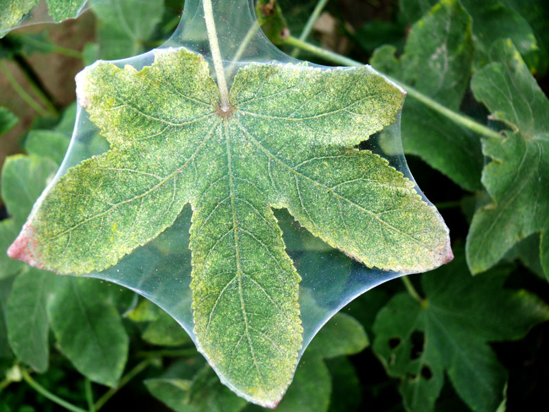 Cling wrapped leaf, copyright Picturejockey : Navin Harish 2005-2012