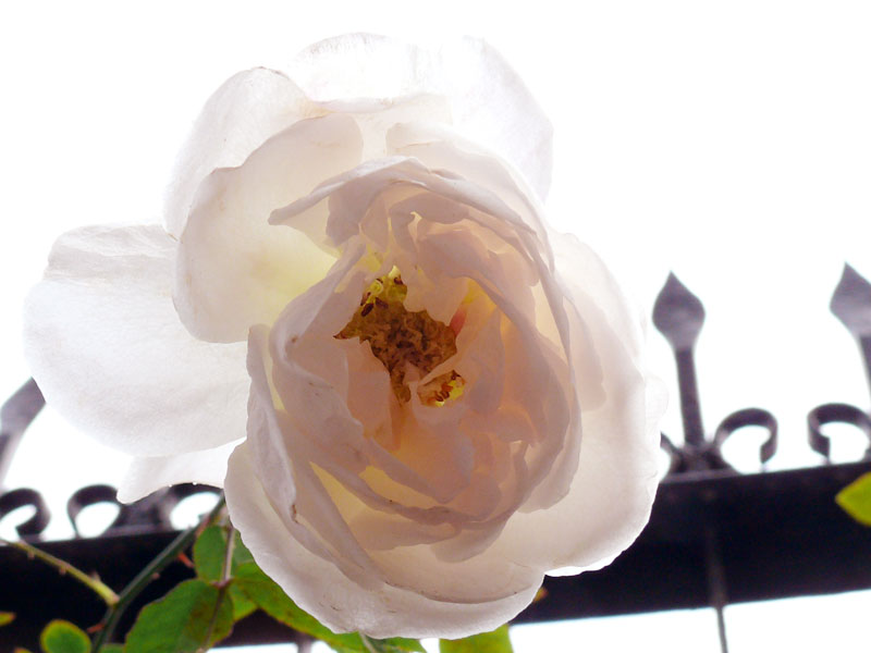 Wishing you a Merry Christmas, copyright Picturejockey : Navin Harish 2005-2012