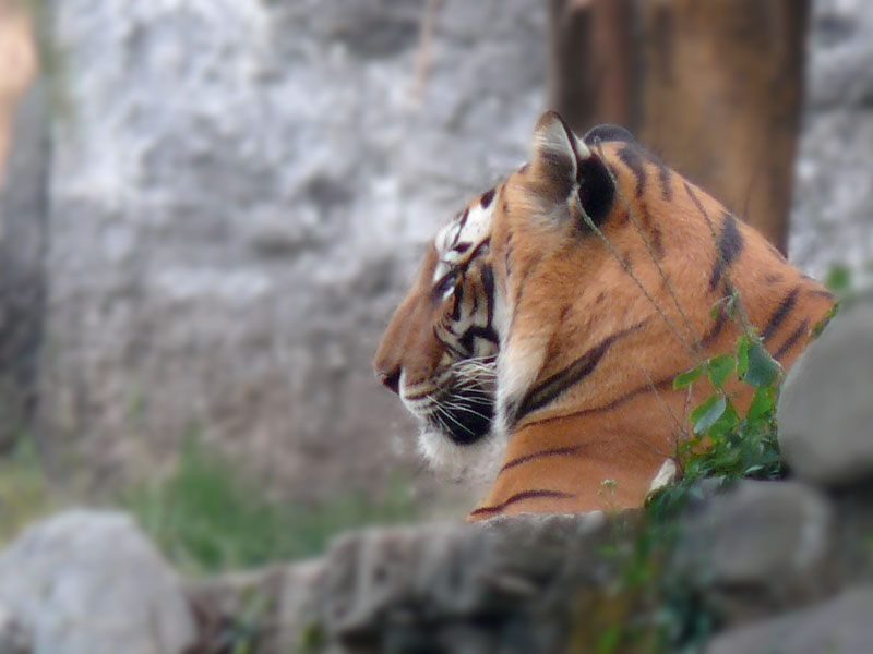 Tiger at ChattBir Zoo, copyright Picturejockey : Navin Harish 2005-2012
